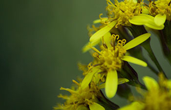 Relief for Allergies in Asheville NC