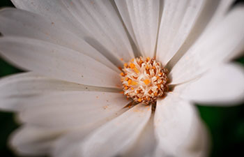 MON LP Chiropractic Allergy