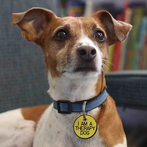 jr therapy dog
